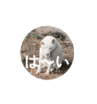 動く白柴くーとトラ猫マロンちゃん（個別スタンプ：1）