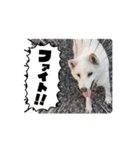 動く白柴くーとトラ猫マロンちゃん（個別スタンプ：9）