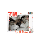 動く白柴くーとトラ猫マロンちゃん（個別スタンプ：12）