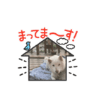 動く白柴くーとトラ猫マロンちゃん（個別スタンプ：14）