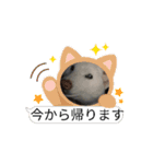 動く白柴くーとトラ猫マロンちゃん（個別スタンプ：15）