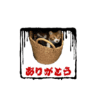 福ちゃんと華丸（個別スタンプ：10）