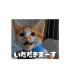 ティッチャンの挨拶①（個別スタンプ：1）