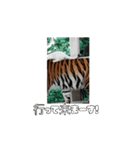 ティッチャンの挨拶①（個別スタンプ：3）