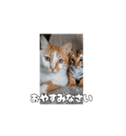 ティッチャンの挨拶①（個別スタンプ：4）