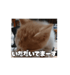 ティッチャンの挨拶①（個別スタンプ：5）