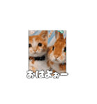 ティッチャンの挨拶①（個別スタンプ：6）