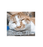 ティッチャンの挨拶①（個別スタンプ：7）