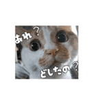 ティッチャンの挨拶①（個別スタンプ：8）
