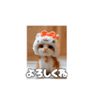 ティッチャンの挨拶①（個別スタンプ：9）