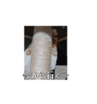 ティッチャンの挨拶①（個別スタンプ：10）