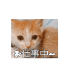 ティッチャンの挨拶①（個別スタンプ：13）