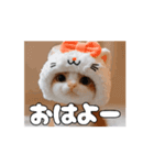 ティッチャンの挨拶①（個別スタンプ：14）