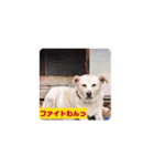 バニラぱん4（個別スタンプ：12）