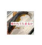 鮎と鰻のつぶ焼き（個別スタンプ：1）