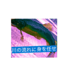 鮎と鰻のつぶ焼き（個別スタンプ：6）