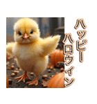 背景が動く★秋を感じる・毎日使えるひよこ（個別スタンプ：17）