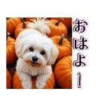 背景が動く★秋を感じるマルチーズ__日常（個別スタンプ：1）