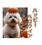 背景が動く★秋を感じるマルチーズ__日常（個別スタンプ：17）