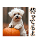 背景が動く★秋を感じるマルチーズ__日常（個別スタンプ：23）