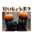背景が動く★秋を感じる黒猫__挨拶・日常（個別スタンプ：15）
