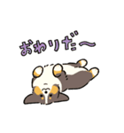 今日もコーギーが可愛い3（個別スタンプ：1）