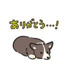 今日もコーギーが可愛い3（個別スタンプ：4）