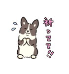 今日もコーギーが可愛い3（個別スタンプ：10）
