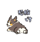今日もコーギーが可愛い3（個別スタンプ：12）