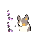 今日もコーギーが可愛い3（個別スタンプ：21）