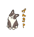 今日もコーギーが可愛い3（個別スタンプ：23）