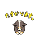 今日もコーギーが可愛い3（個別スタンプ：32）