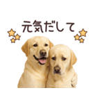 ラブラドールレトリバー★毎日使うスタンプ（個別スタンプ：3）