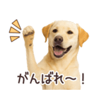ラブラドールレトリバー★毎日使うスタンプ（個別スタンプ：4）