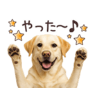 ラブラドールレトリバー★毎日使うスタンプ（個別スタンプ：10）