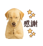 ラブラドールレトリバー★毎日使うスタンプ（個別スタンプ：15）