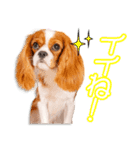 佐藤家のひめ＆アミ＆ロイズ＆あいりちゃん（個別スタンプ：6）