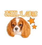 佐藤家のひめ＆アミ＆ロイズ＆あいりちゃん（個別スタンプ：7）