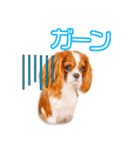佐藤家のひめ＆アミ＆ロイズ＆あいりちゃん（個別スタンプ：8）