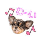 佐藤家のひめ＆アミ＆ロイズ＆あいりちゃん（個別スタンプ：14）