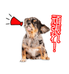 佐藤家のひめ＆アミ＆ロイズ＆あいりちゃん（個別スタンプ：15）