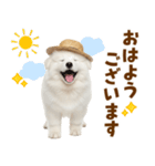 毎日使える♪サモエド子犬スタンプ（個別スタンプ：1）