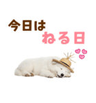 毎日使える♪サモエド子犬スタンプ（個別スタンプ：2）