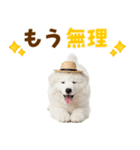 毎日使える♪サモエド子犬スタンプ（個別スタンプ：3）