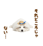 毎日使える♪サモエド子犬スタンプ（個別スタンプ：4）