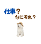 毎日使える♪サモエド子犬スタンプ（個別スタンプ：5）