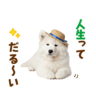 毎日使える♪サモエド子犬スタンプ（個別スタンプ：6）
