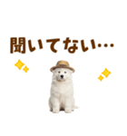 毎日使える♪サモエド子犬スタンプ（個別スタンプ：7）