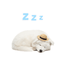 毎日使える♪サモエド子犬スタンプ（個別スタンプ：8）