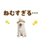 毎日使える♪サモエド子犬スタンプ（個別スタンプ：9）